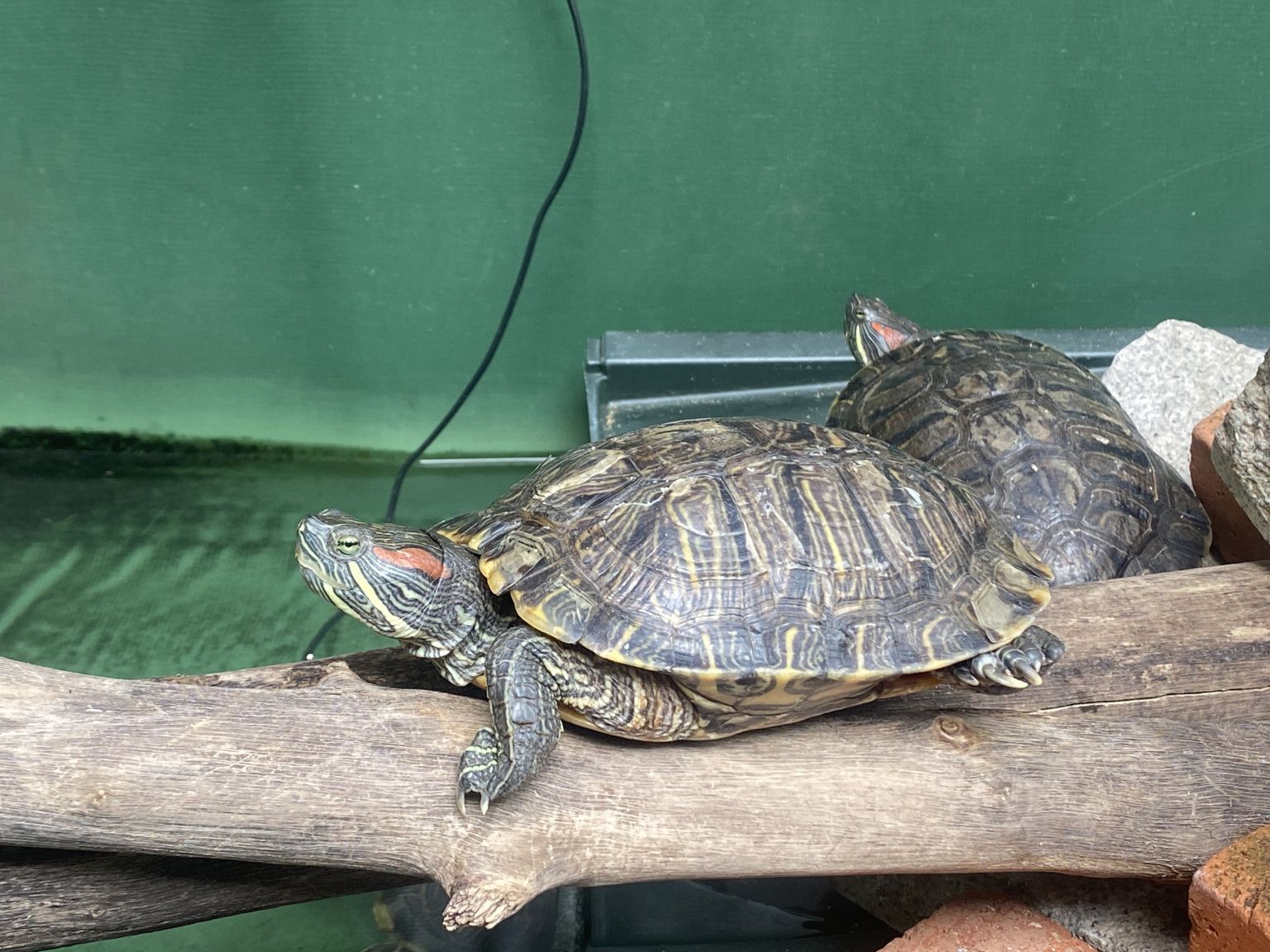 Photo of Red Eared Sliders